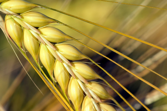 Agriculture sck